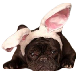 sad-bunny.png sad-bunny.png